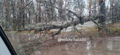 В Солотче рухнуло большое дерево